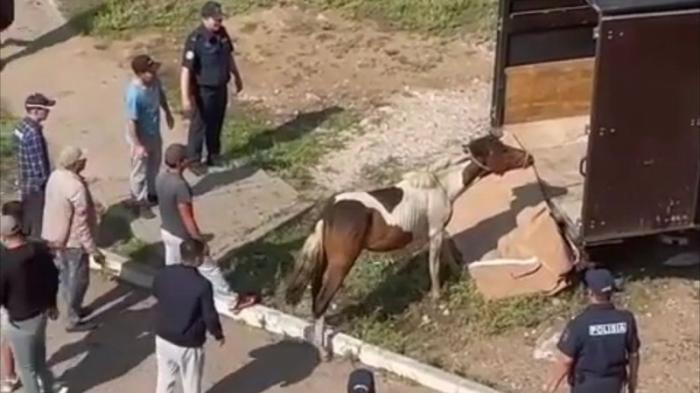 Лошади разгуливали по оживленной улице в Нур-Султане
                12 августа 2022, 20:04