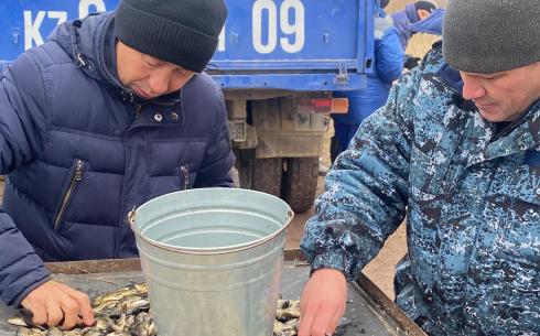 В Карагандинской области в реку Нура выпустили более 10 тысяч серголеток карпа