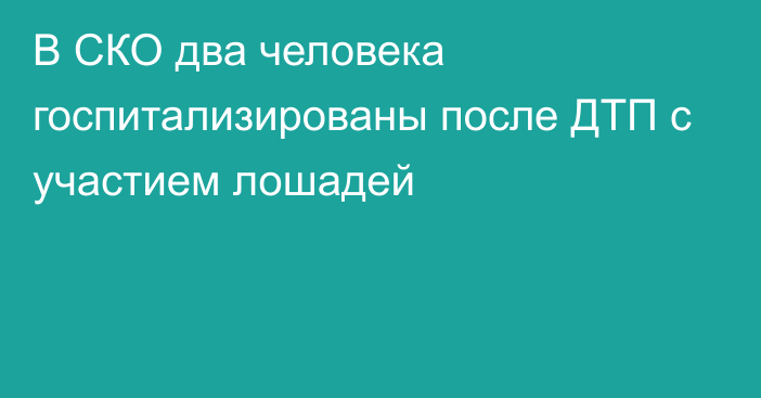 В СКО два человека госпитализированы после ДТП с участием лошадей