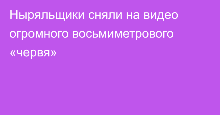 Ныряльщики сняли на видео огромного восьмиметрового «червя»