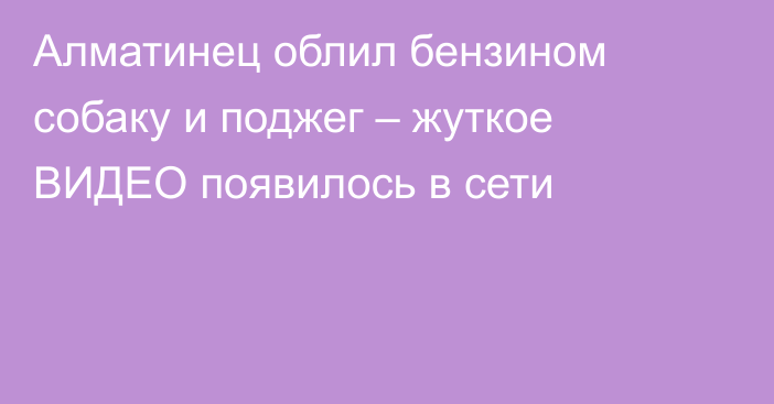 Алматинец облил бензином собаку и поджег – жуткое ВИДЕО появилось в сети