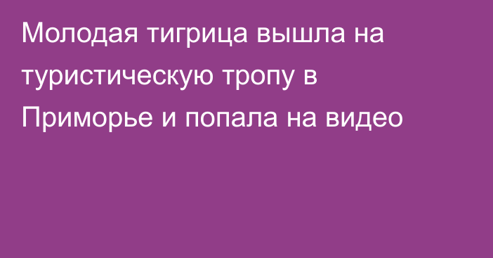 Молодая тигрица вышла на туристическую тропу в Приморье и попала на видео