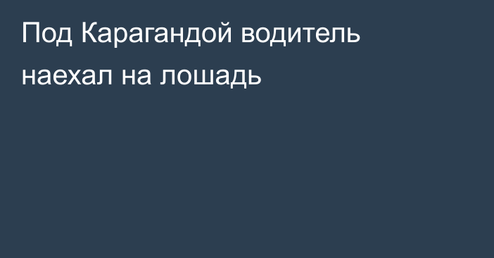 Под Карагандой водитель наехал на лошадь