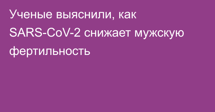 Ученые выяснили, как SARS-CoV-2 снижает мужскую фертильность