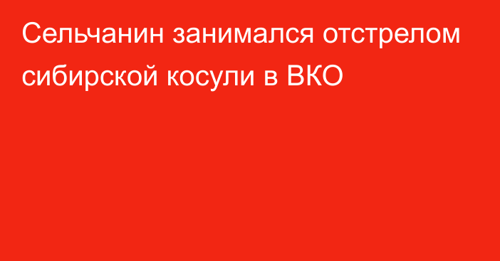 Сельчанин занимался отстрелом сибирской косули в ВКО