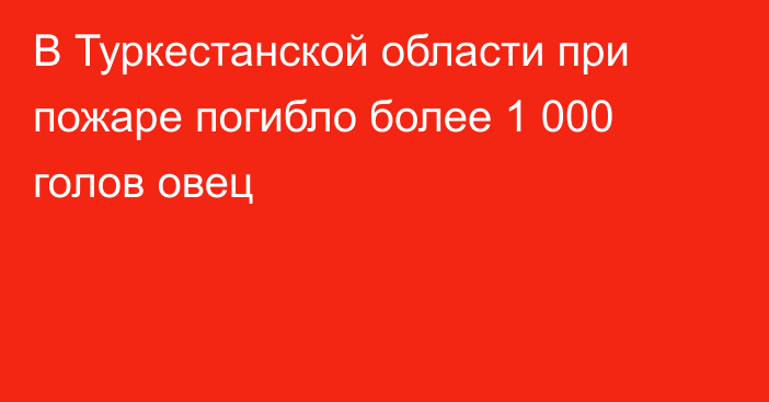 В Туркестанской области при пожаре погибло более 1 000 голов овец