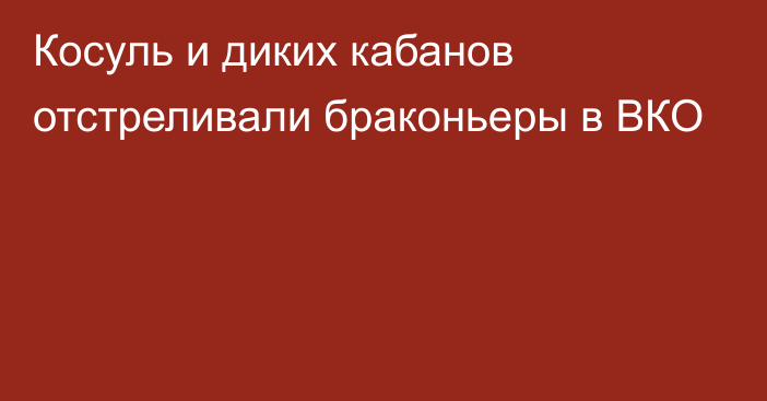 Косуль и диких кабанов отстреливали браконьеры в ВКО