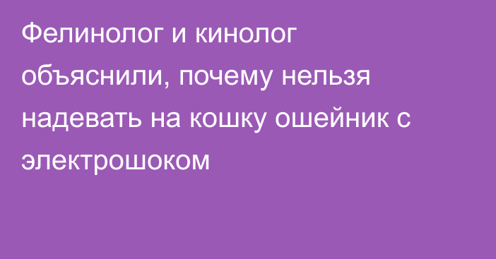 Фелинолог и кинолог объяснили, почему нельзя надевать на кошку ошейник с электрошоком