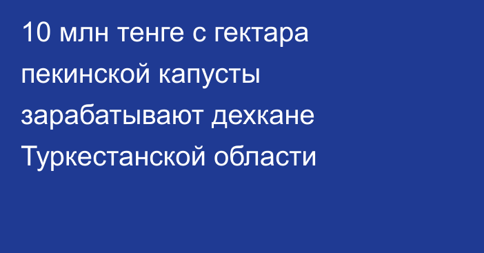 10 млн тенге с гектара пекинской капусты зарабатывают дехкане Туркестанской области