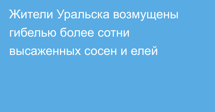 Жители Уральска возмущены гибелью более сотни высаженных сосен и елей