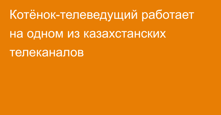 Котёнок-телеведущий работает на одном из казахстанских телеканалов