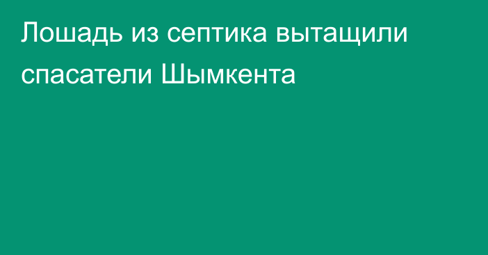 Лошадь из септика вытащили спасатели Шымкента