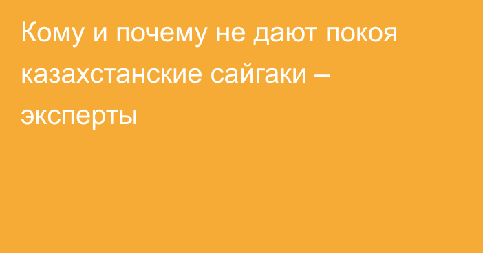 Кому и почему не дают покоя казахстанские сайгаки – эксперты