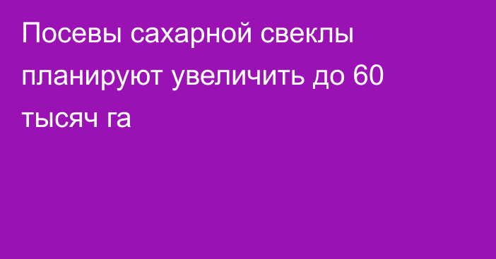 Посевы сахарной свеклы планируют увеличить до 60 тысяч га