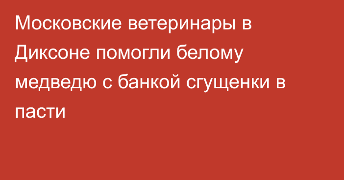 Московские ветеринары в Диксоне помогли белому медведю с банкой сгущенки в пасти