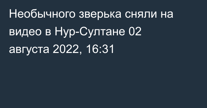 Необычного зверька сняли на видео в Нур-Султане
                02 августа 2022, 16:31