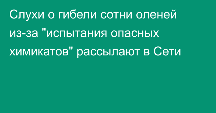 Слухи о гибели сотни оленей из-за 