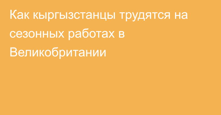 Как кыргызстанцы трудятся на сезонных работах в Великобритании