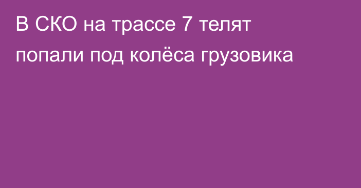 В СКО на трассе 7 телят попали под колёса грузовика