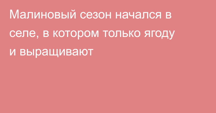 Малиновый сезон начался в селе, в котором только ягоду и выращивают