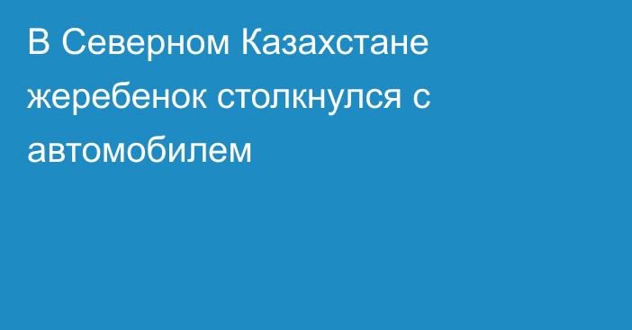 В Северном Казахстане жеребенок столкнулся с автомобилем