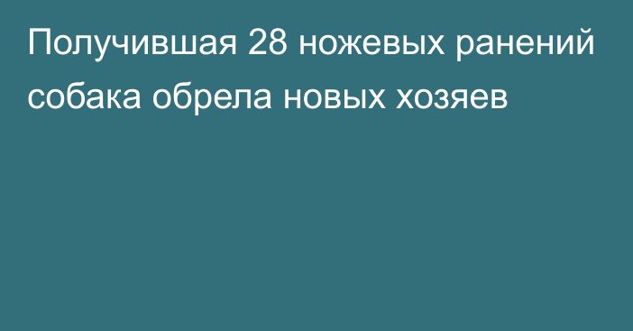 Получившая 28 ножевых ранений собака обрела новых хозяев