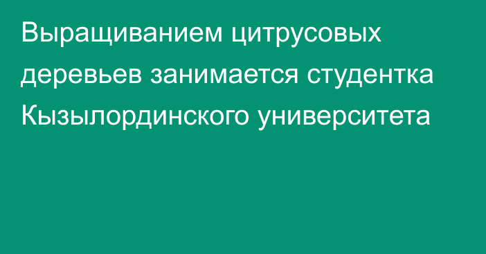 Выращиванием цитрусовых деревьев занимается студентка Кызылординского университета