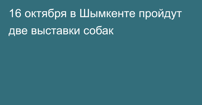 16 октября в Шымкенте пройдут две выставки собак