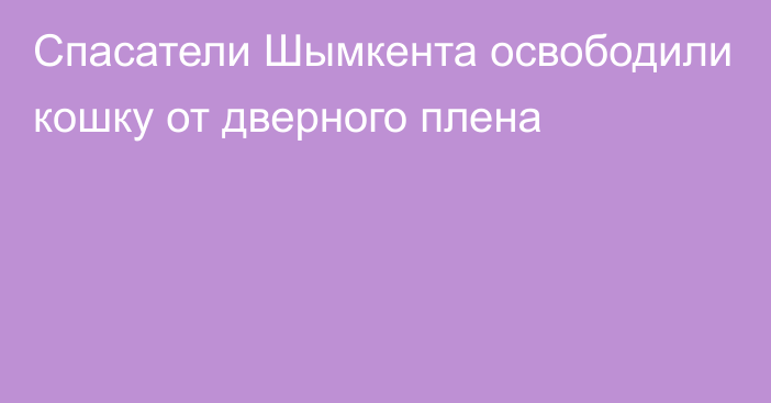 Спасатели Шымкента освободили кошку от дверного плена