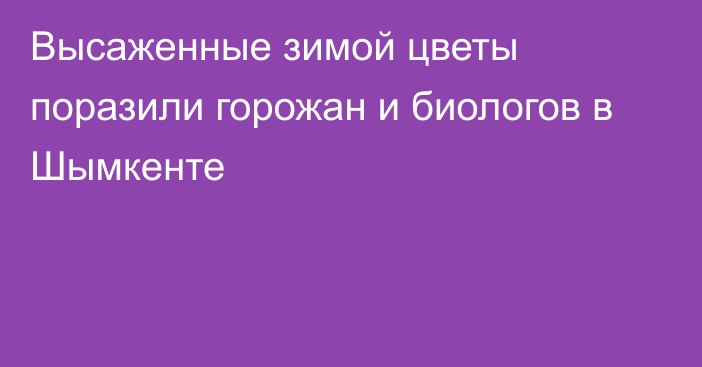 Высаженные зимой цветы поразили горожан и биологов в Шымкенте