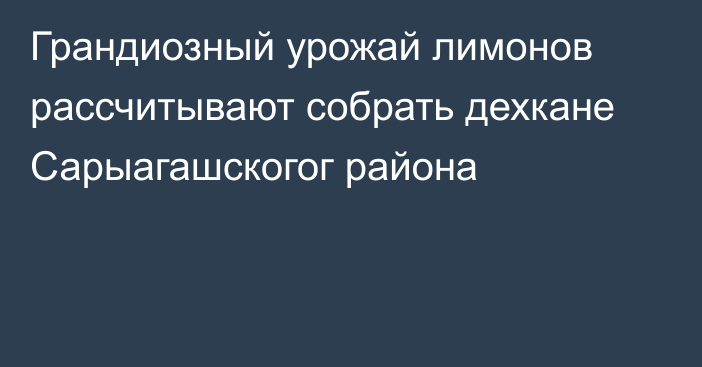 Грандиозный урожай лимонов рассчитывают собрать дехкане Сарыагашскогог района