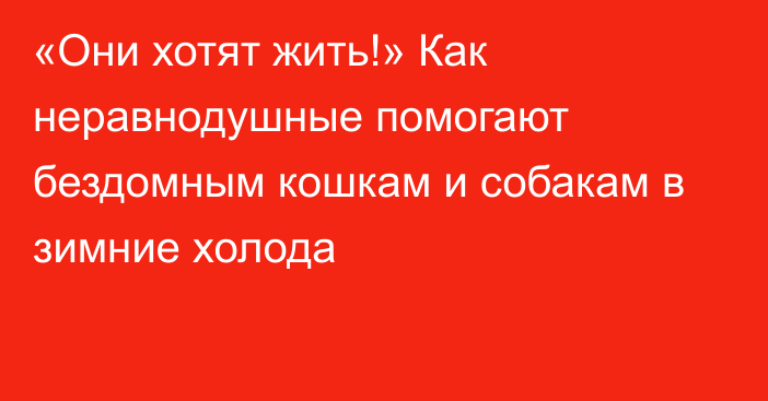 «Они хотят жить!» Как неравнодушные помогают бездомным кошкам и собакам в зимние холода