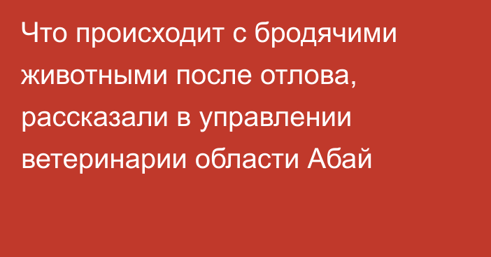 Что происходит с бродячими животными после отлова, рассказали в управлении ветеринарии области Абай