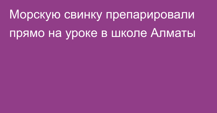 Морскую свинку препарировали прямо на уроке в школе Алматы