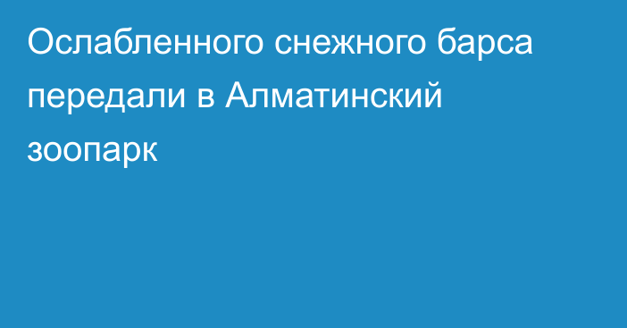 Ослабленного снежного барса передали в Алматинский зоопарк