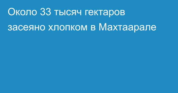 Около 33 тысяч гектаров засеяно хлопком в Махтаарале