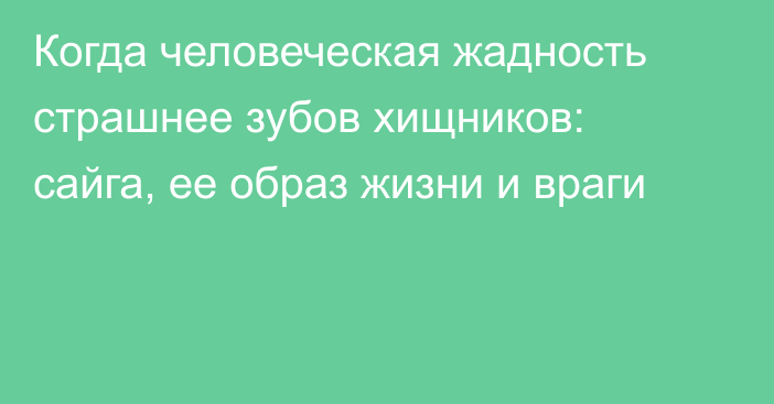 Когда человеческая жадность страшнее зубов хищников: сайга, ее образ жизни и враги