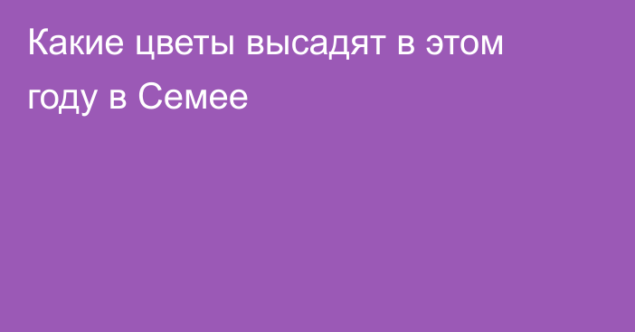 Какие цветы высадят в этом году в Семее