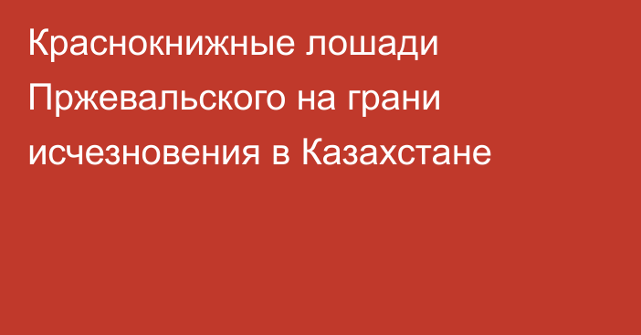 Краснокнижные лошади Пржевальского на грани исчезновения в Казахстане