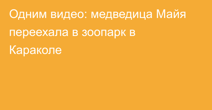 Одним видео: медведица Майя переехала в зоопарк в Караколе