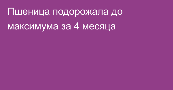 Пшеница подорожала до максимума за 4 месяца