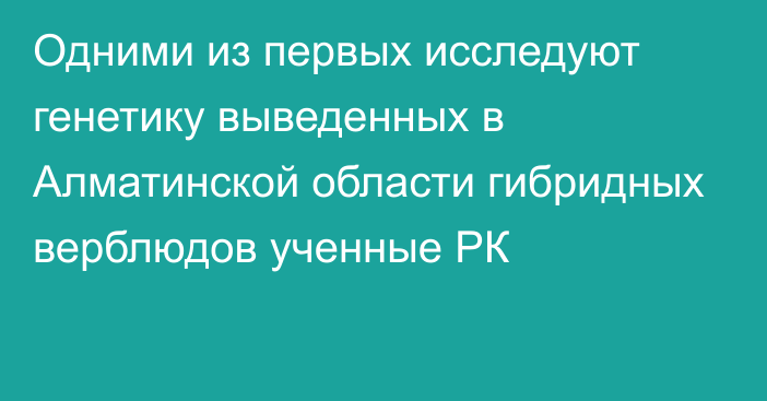 Одними из первых исследуют генетику выведенных в Алматинской области гибридных верблюдов ученные РК