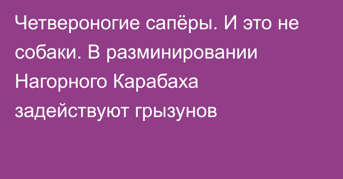 Четвероногие сапёры. И это не собаки. В разминировании Нагорного Карабаха задействуют грызунов