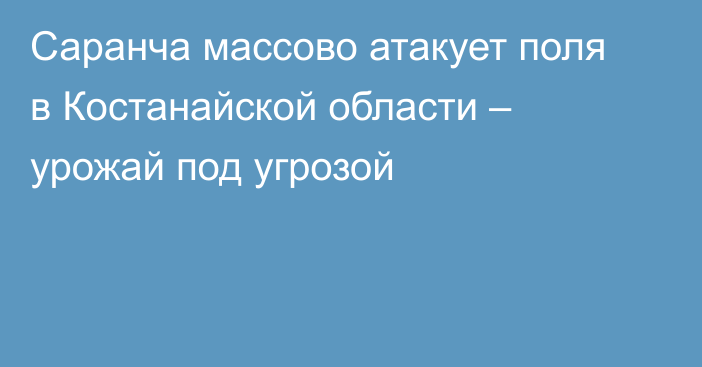 Саранча массово атакует поля в Костанайской области – урожай под угрозой