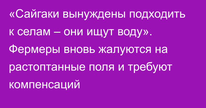 «Сайгаки вынуждены подходить к селам – они ищут воду». Фермеры вновь жалуются на растоптанные поля и требуют компенсаций  