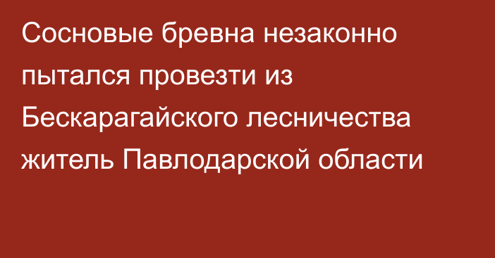 Сосновые бревна незаконно пытался провезти из Бескарагайского лесничества житель Павлодарской области