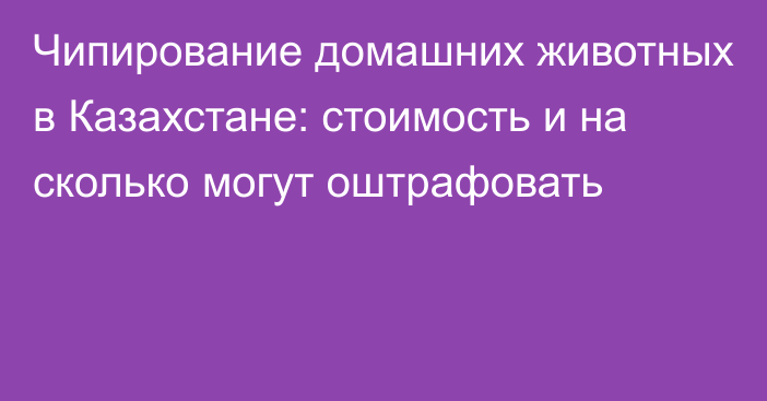 Чипирование домашних животных в Казахстане: стоимость и на сколько могут оштрафовать