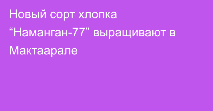 Новый сорт хлопка “Наманган-77” выращивают в Мактаарале