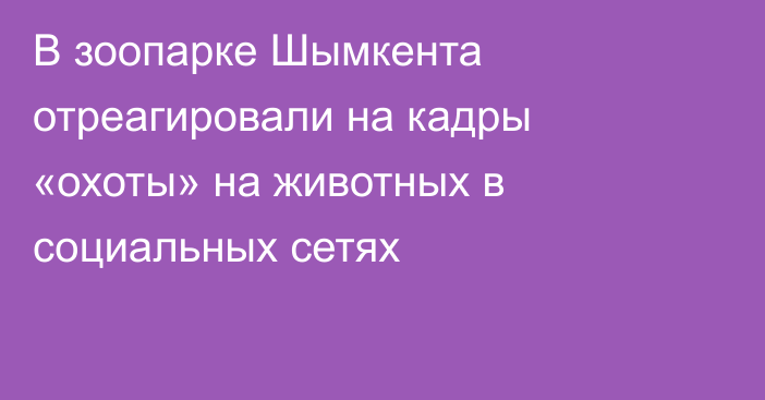 В зоопарке Шымкента отреагировали на кадры «охоты» на животных в социальных сетях