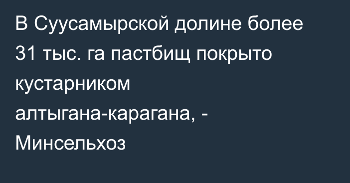 В Суусамырской долине более 31 тыс. га пастбищ покрыто кустарником алтыгана-карагана, - Минсельхоз